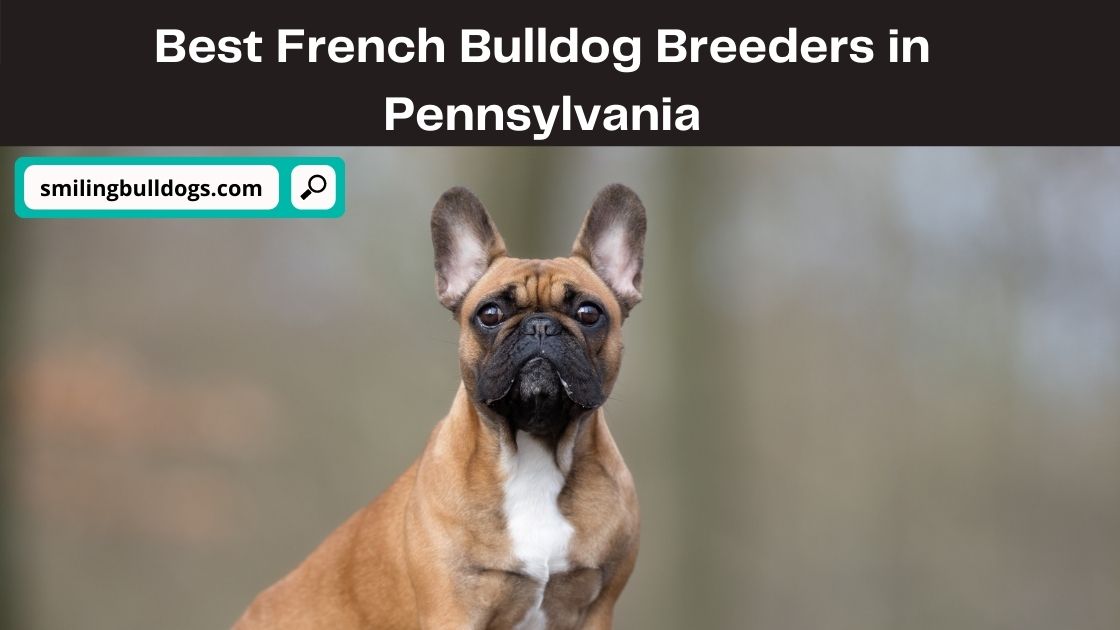 French Bulldog Breeders in Pennsylvania
