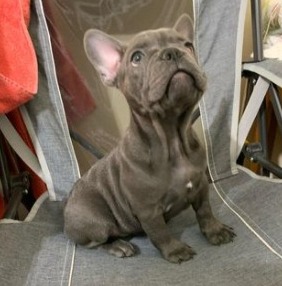 French Bulldog Breeders in Washington