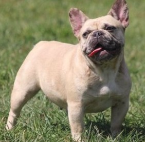 North Star French Bulldogs