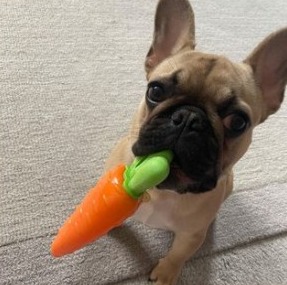 Royal English & French Bulldog Puppies